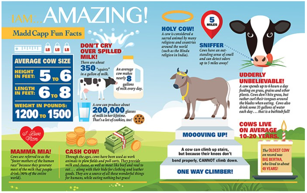 Cow Shaped 300 Piece Jigsaw Puzzle